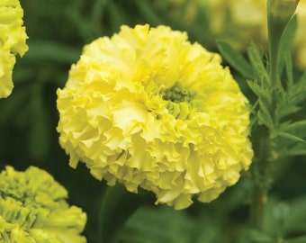 Key Lime Marigold Seeds