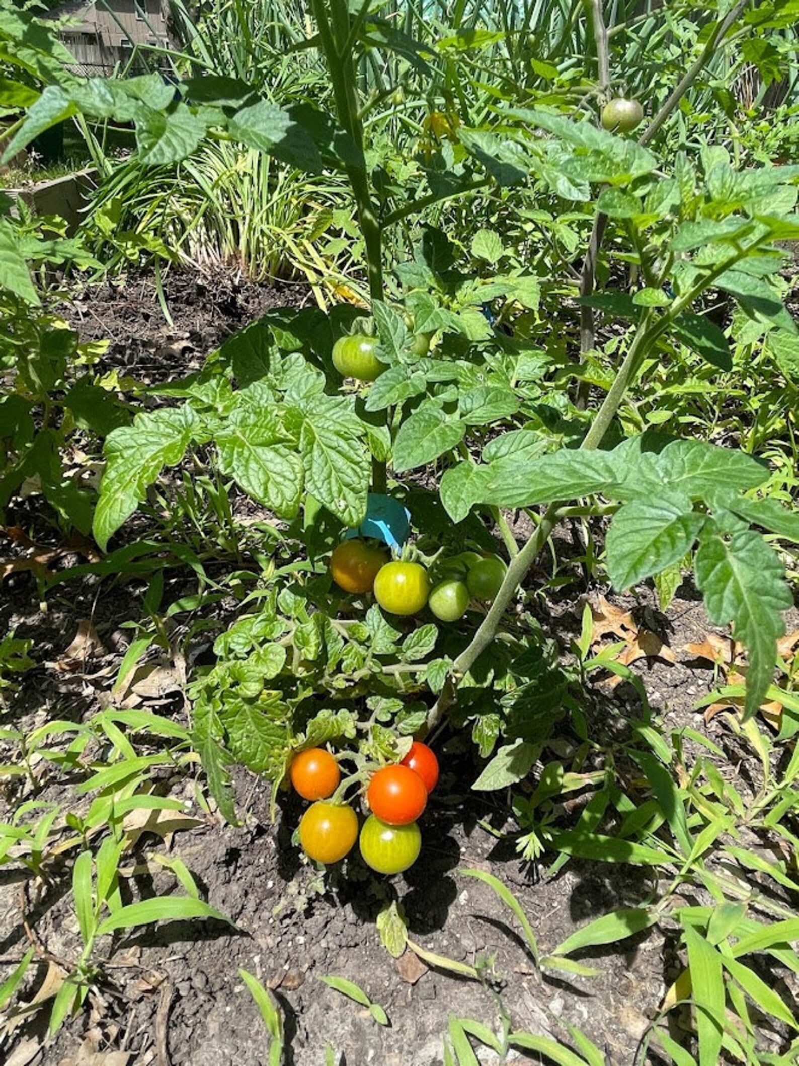 Tidy Treats Micro Tomato Seeds Etsy