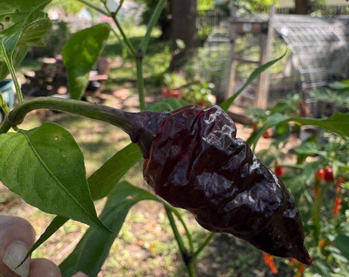 Comstock Purple Pepper