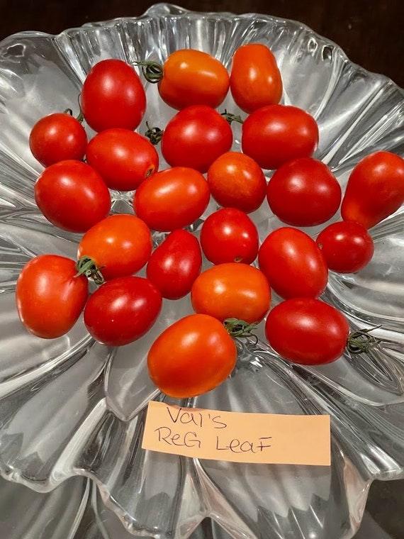 Graines del Païs : Tomates > Tomate cerise - Cerise rouge > Tomate cerise -  Cerise rouge