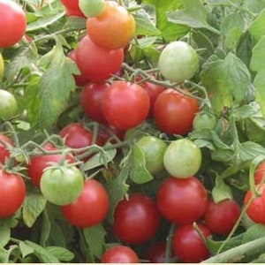Rose Quartz Multiflora Tomato Seeds