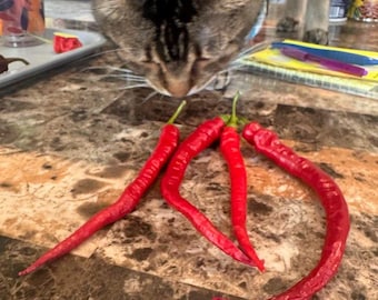Aci Sirvi Pepper Seeds