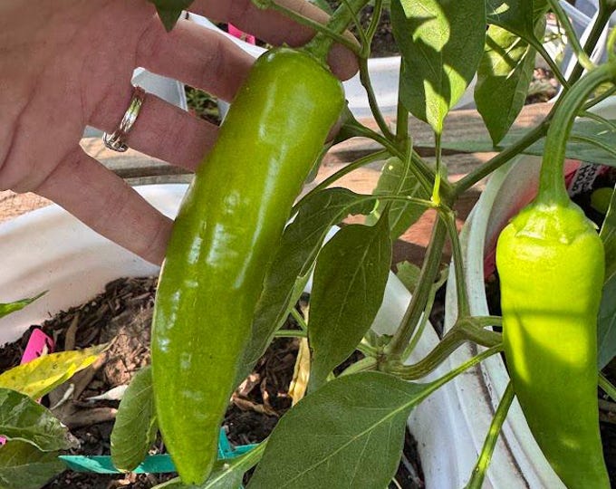 Chervena Chushka Pepper Seeds