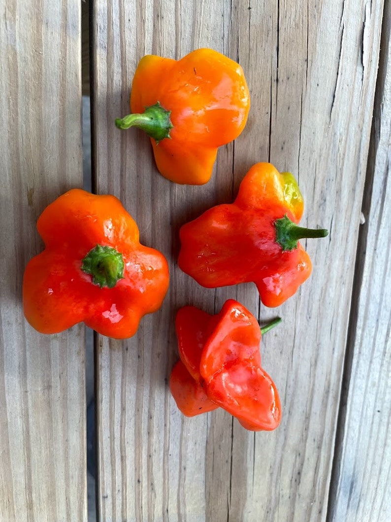 Mad Hatter Sweet Pepper Seeds Etsy