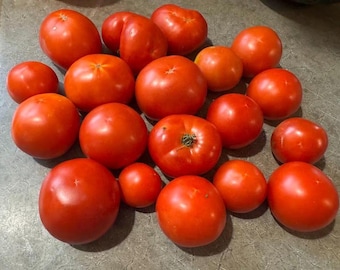 Mosage Tomato Seeds