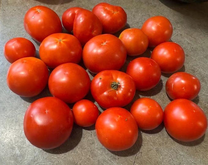Mosage Tomato Seeds