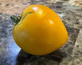Curtis Cheek Yellow Tomato Seeds