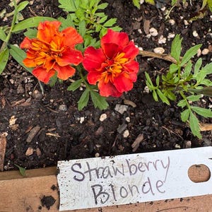 Strawberry Blonde Marigold Seeds