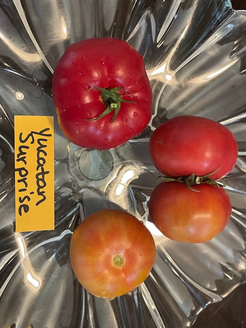 Yucatan Surprise Tomato Seeds image 3