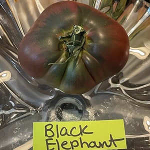 Black Elephant Tomato Seeds image 6