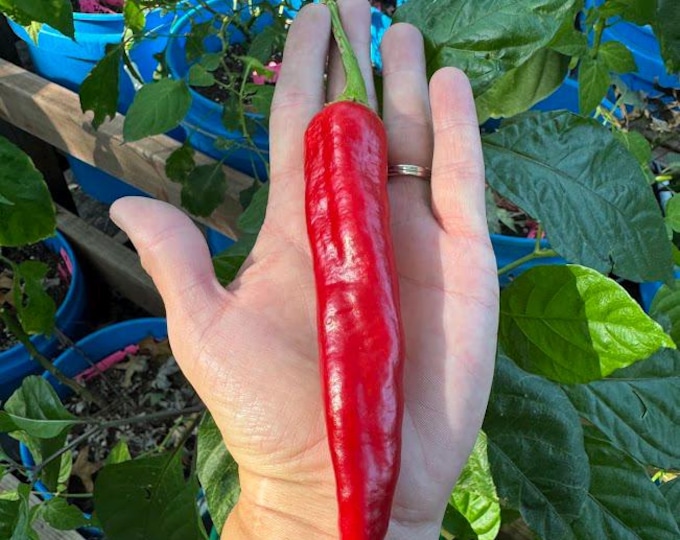 Isleta Pepper Seeds