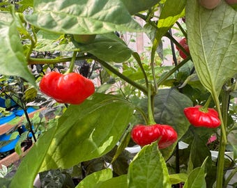 Brazilian Starfish (Red) Pepper Seeds