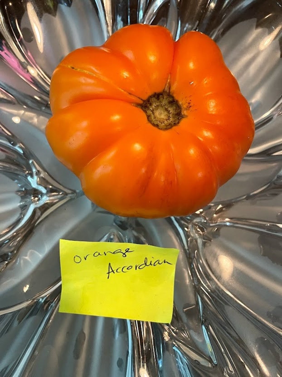 Orange Accordion Heirloom Tomato Seeds Etsy