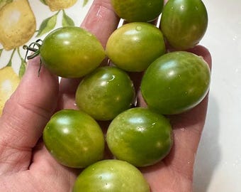Green Doctors Frosted Tomato Seeds