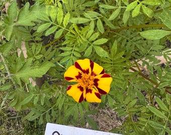 Pinwheel Marigold Seeds