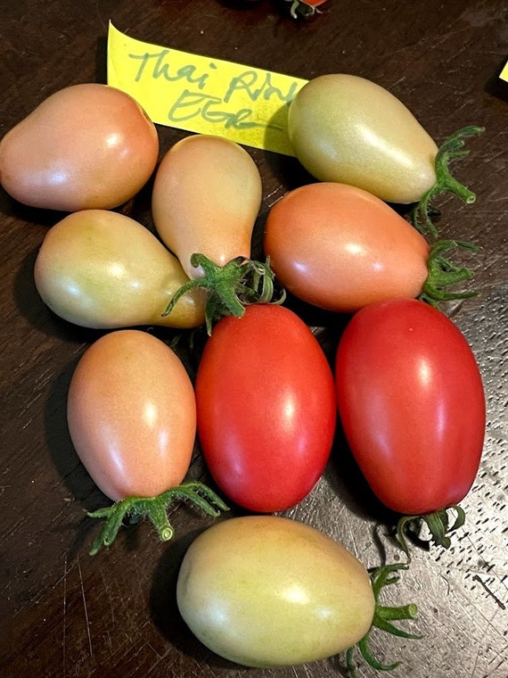 Thai Pink Egg Heirloom Tomato Seeds Etsy