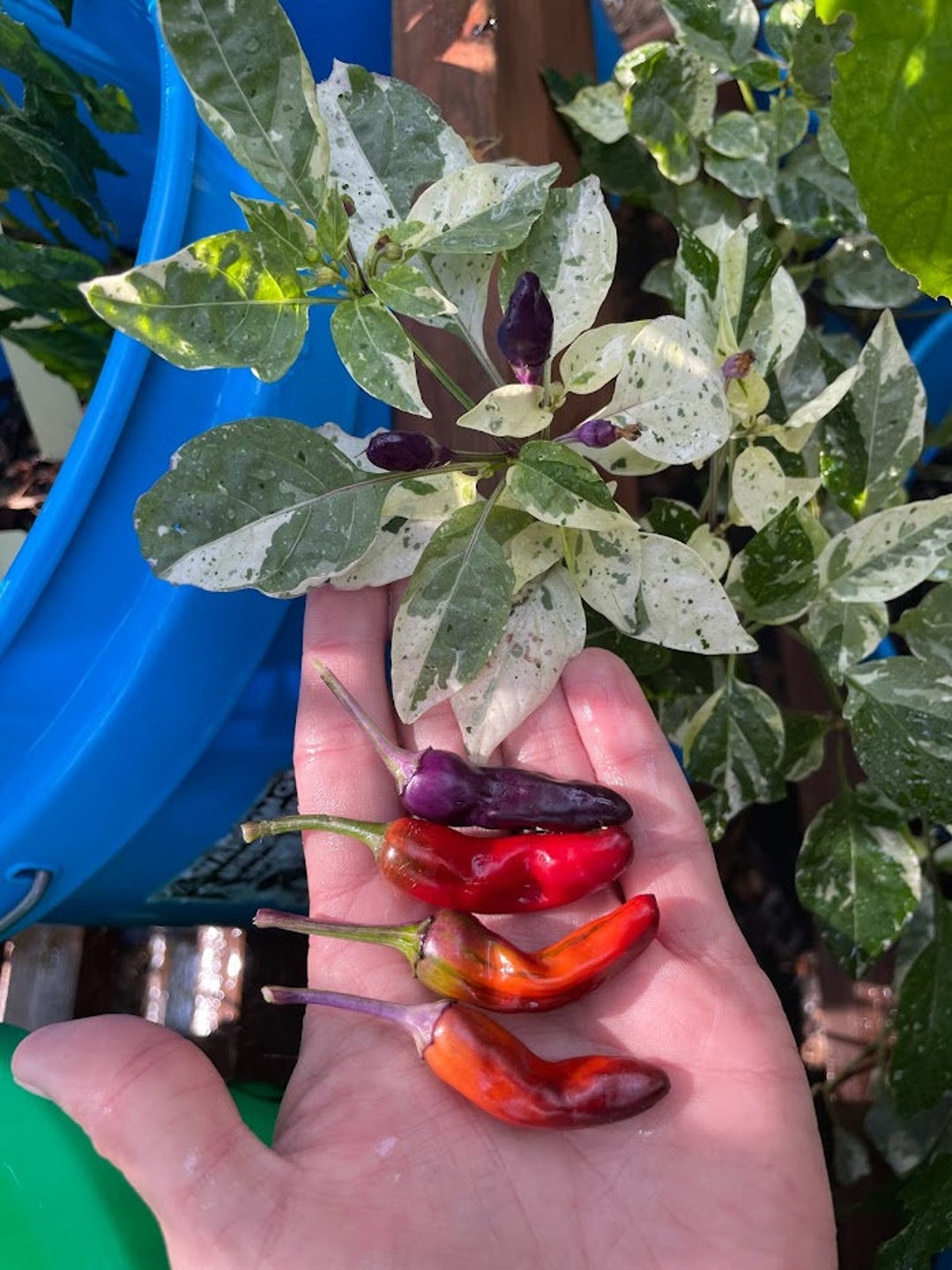 Pickles Blood Pepper Seeds Etsy