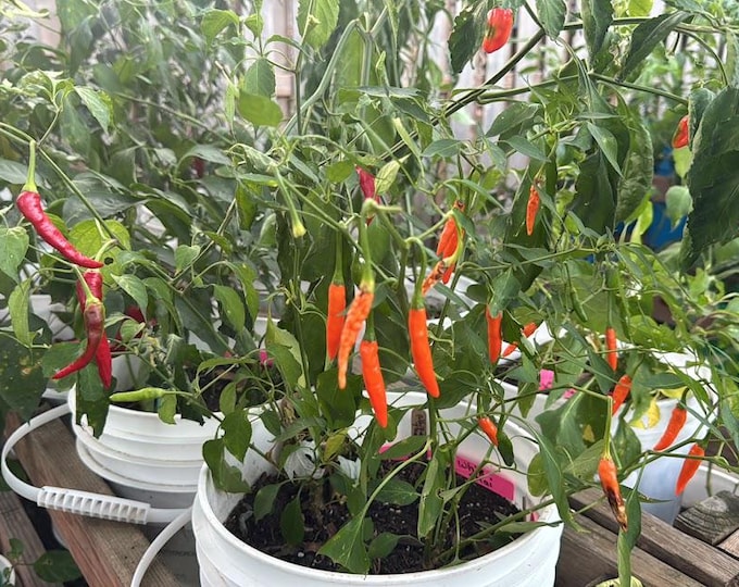 Orange Thai Pepper Seeds