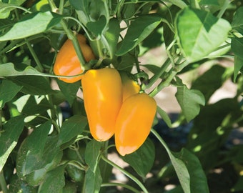 YELLOW ONLY Lunchbox Sweet Pepper Seeds