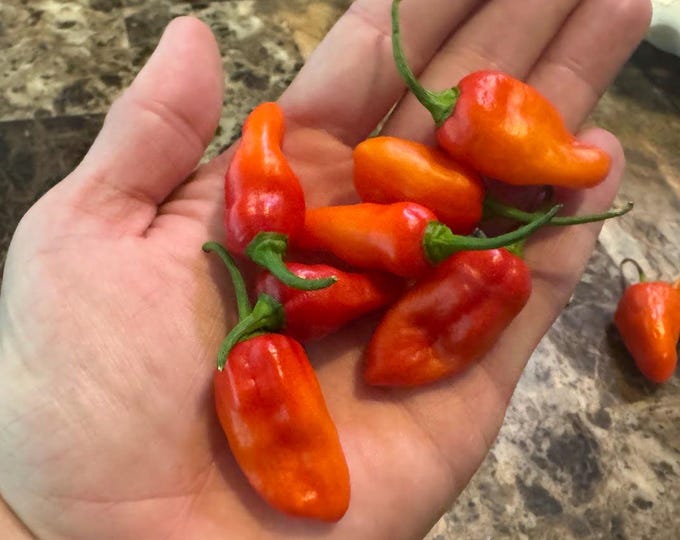 Sunset Habanero Pepper Seeds
