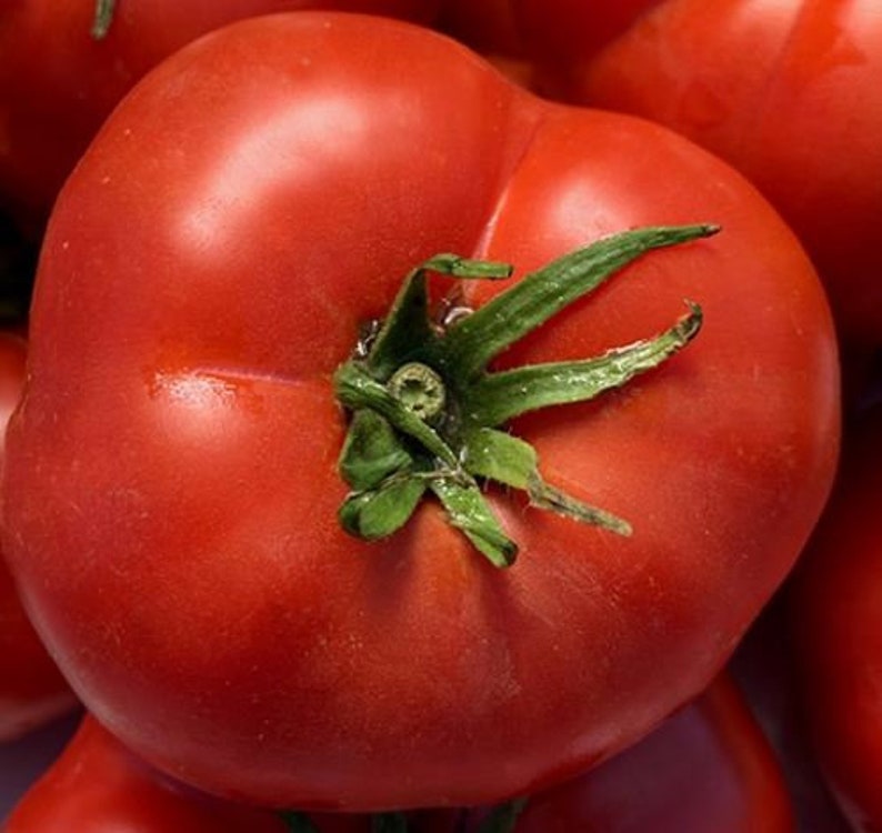 Brandywine OTV Heirloom Tomato Seeds Etsy