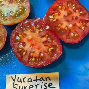 Yucatan Surprise Tomato Seeds image 8