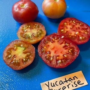 Yucatan Surprise Tomato Seeds image 7