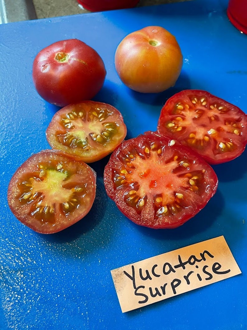 Yucatan Surprise Tomato Seeds image 7