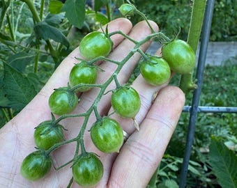 Iva’s Red Berry Tomato Seeds