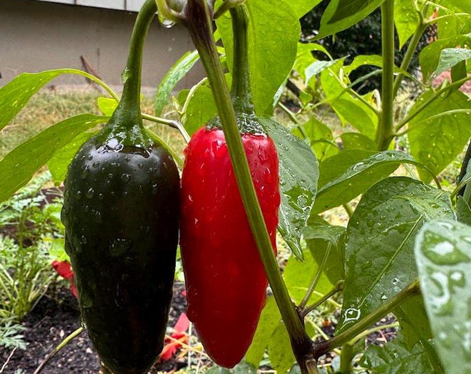 Sriracha Factory Pepper Seeds