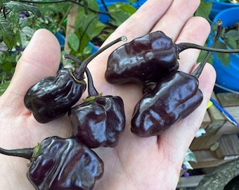 Black Roxa pepper Seeds