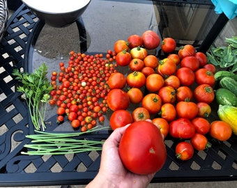 Classic Red Beefsteak Tomato Seeds