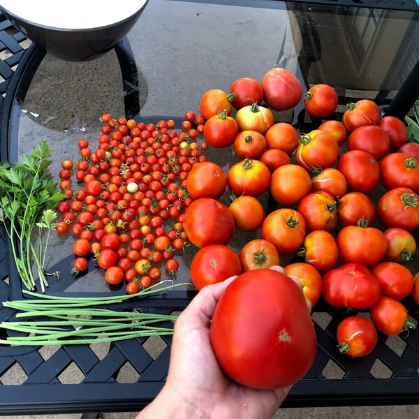 Beefsteak Tomato Etsy