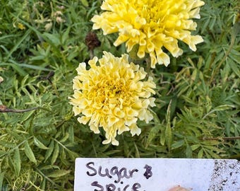 Sugar & Spice Marigold Seeds