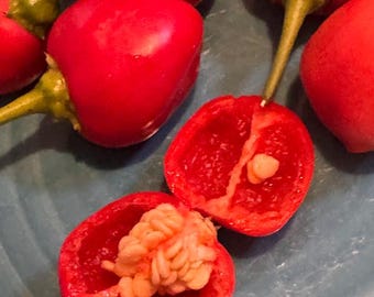 Jasmyn Rissie Pepper Seeds