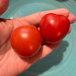 May include: Two round, bright red tomatoes with smooth, shiny skins. The tomatoes are spherical in shape, displaying a vibrant, uniform red color across their surfaces. Each tomato appears firm and fresh, reflecting light on their curved exteriors.
