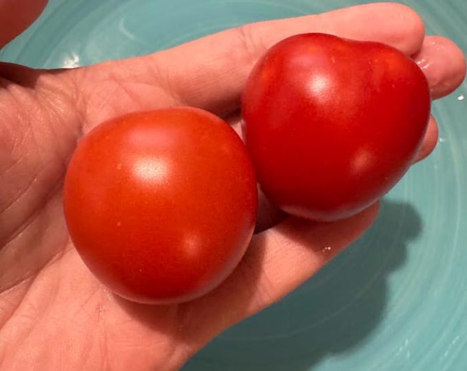 Seiger Tomato Seeds