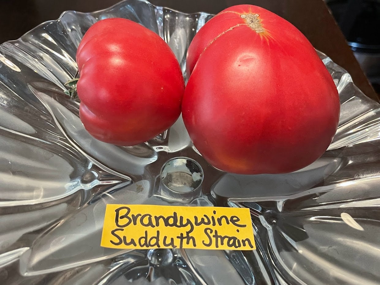Brandywine sudduth's Strain Tomato Seeds Organically Grown, Non-gmo,  Heirloom, Made in Wisconsin USA -  Singapore