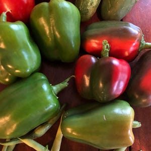 Lady Bell Pepper Seeds