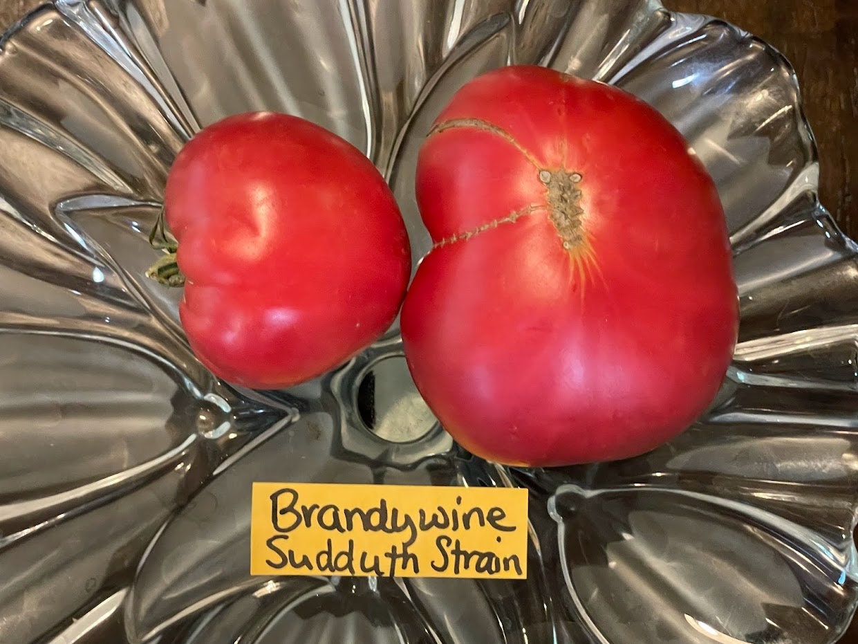 Sudduth Strain Brandywine Tomato | Melody Acres Farm