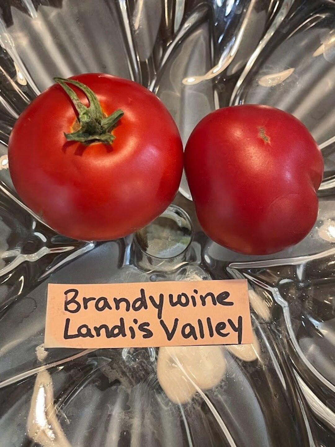 Brandywine Landis Valley Strain Tomato Seeds Etsy