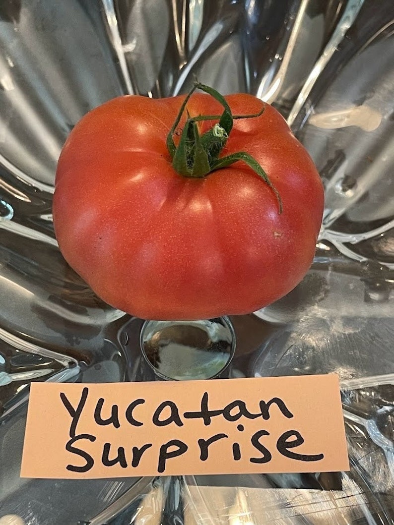 Yucatan Surprise Tomato Seeds image 1