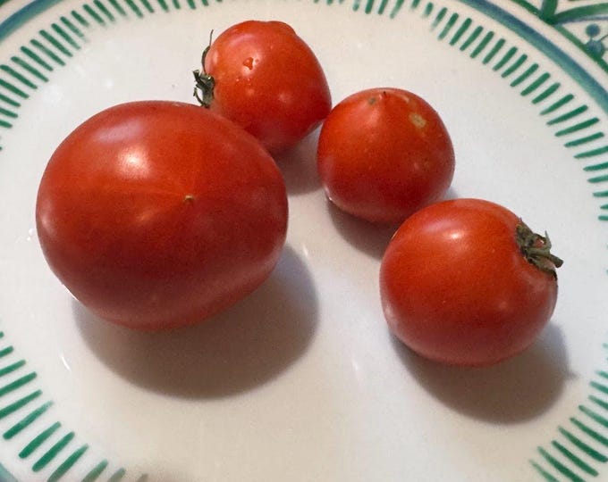 Lady Luck Tomato Seeds