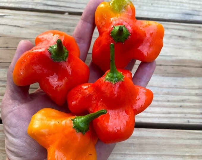 Mad Hatter Pepper Seeds