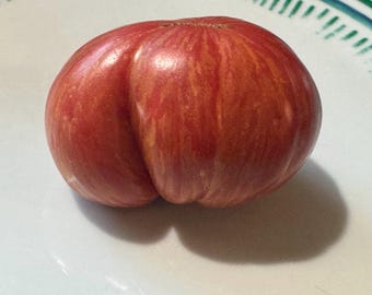 Moonlight Mile Pink Variegated Tomato Seeds