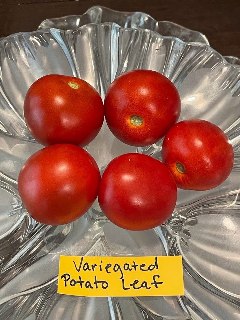 Variegated Potato Leaf RARE Tomato Seeds Etsy