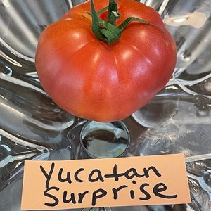 Yucatan Surprise Tomato Seeds image 4