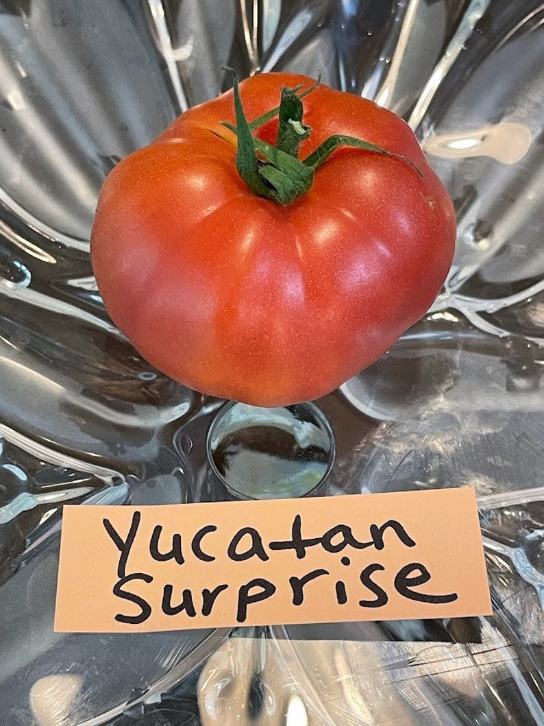 Yucatan Surprise Tomato Seeds image 4