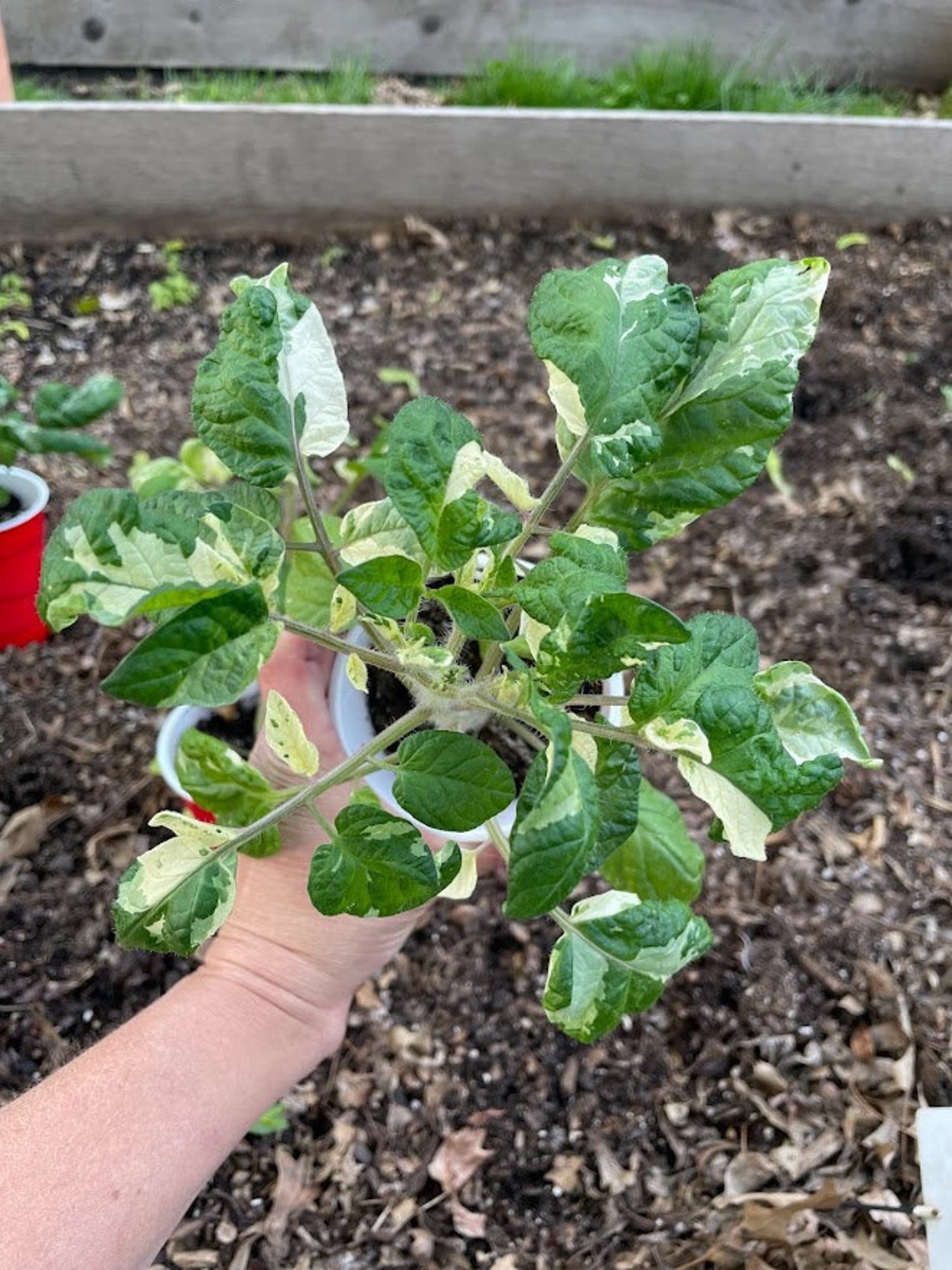 Variegated Potato Leaf RARE Tomato Seeds Etsy