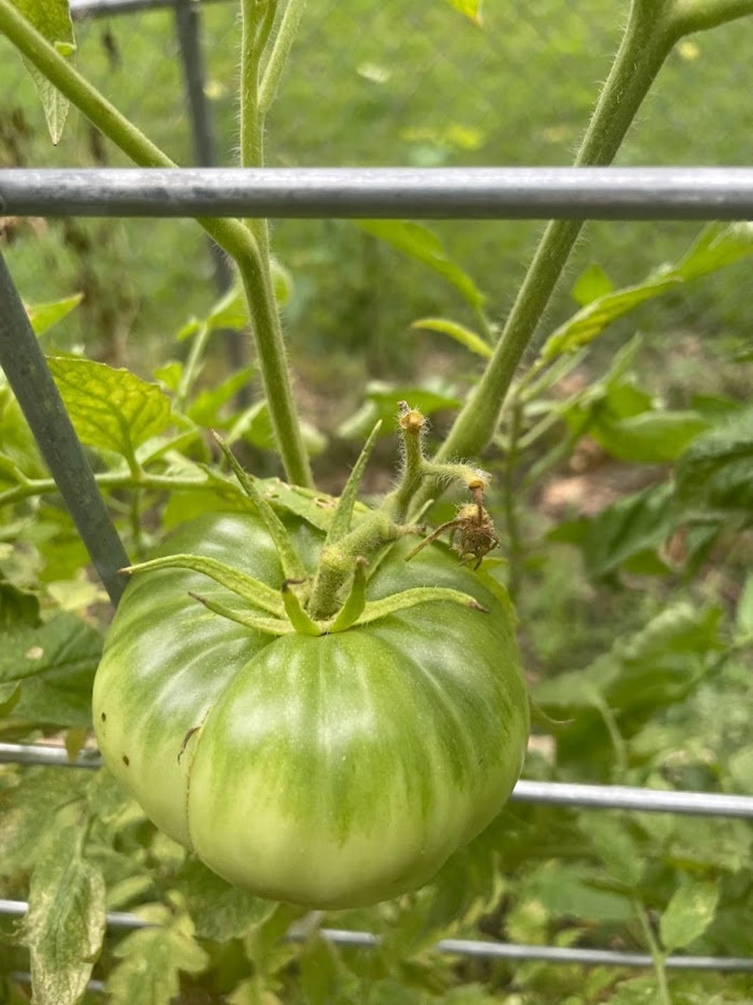 Brandywine Liam's Tomato Seeds Etsy